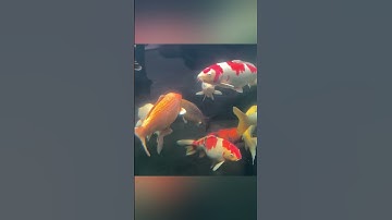 Máy tạo khói kết hợp với cảnh quan hồ cá koi tạo không gian cực chill #hocakoi #hokoi #shorts #short