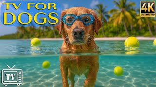 24/7 Dog TV 🐶 Calming Anti-Anxiety Music &amp; Fun Videos to Bust Boredom for Dogs Home Alone All Day
