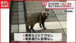 【目撃】改札の中をトコトコ…夜の新宿駅に“珍客”タヌキ現る