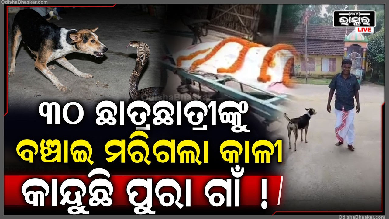 ଗାଁର ୩୦ ଜଣଙ୍କୁ ବଞ୍ଚାଇ ନିଜେ ମରିଗଲା କୁକୁର କାଳୀ.. ଫୁଲ ମାଳ ଦେଇ ଗାଁ ଲୋକେ କଲେ ସତ୍କାର