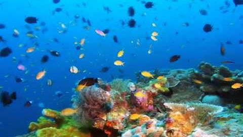 Sony  xperia  E product video