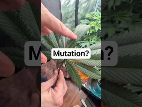 Warum hat DIESES Blatt 14 Finger? 🔬