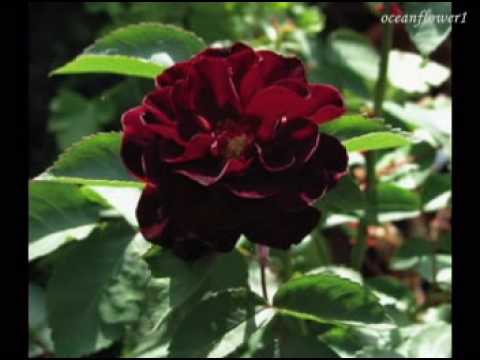♥♫ GHEORGHE ZAMFIR  - Love Story ♥♫