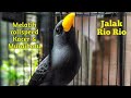 Masteran Kacer Dan Murai Batu Suara Burung Jalak Rio Rio Untuk Melatih Rollspeed Mp3 - Mp4 Download