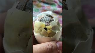 Helping Peacock Egg Hatch by Happy Tails 2,940 views 10 months ago 1 minute, 22 seconds