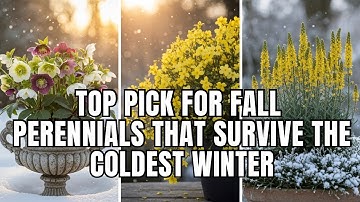 Finally! 15 Perennial Container Plants for Winter Interest That Won