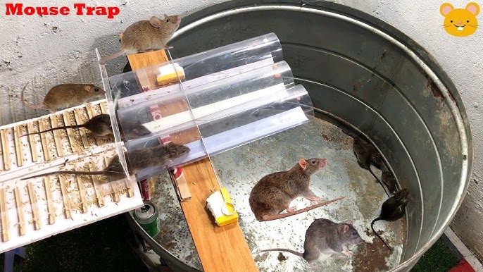 The Best Mouse Traps For The Homestead (From Someone Who's Tried Them All)  : Secret Life of Homesteaders