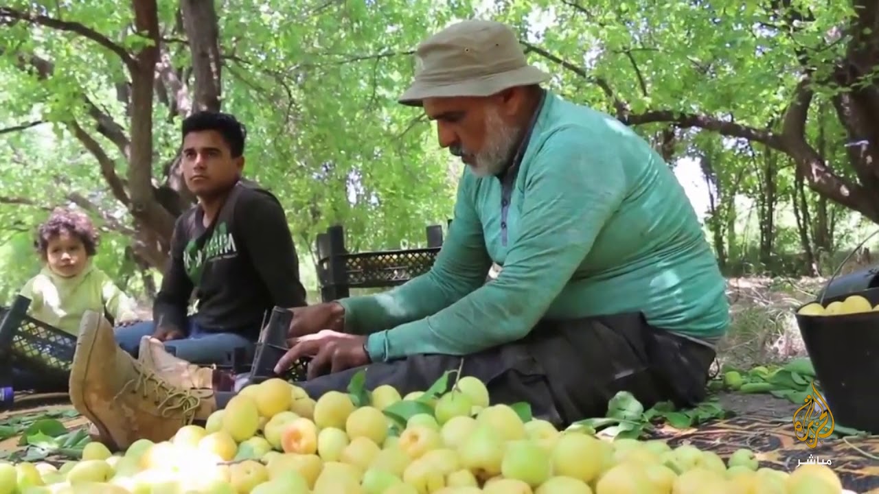 موسم جني الثمار في قرية الباسوطة بريف حلب