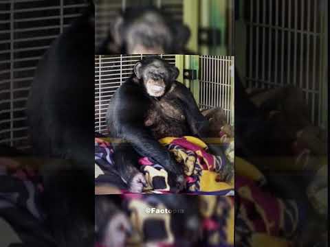 You won’t believe what this chimp did… The most terrifying pet story ever told. 🐒🔞