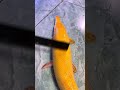 I ll give you the title and resend it #Giant bone tongue fish#Diary of fish