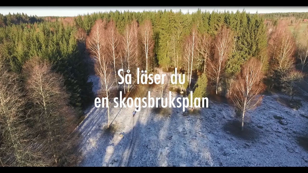 Holmens skogsskola: Så läser du en skogsbruksplan