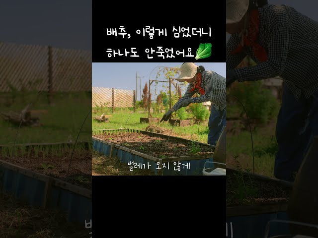 배추, 이렇게 심었더니 하나도 안죽었어요???? #배추심기 #김장텃밭 #가을텃밭