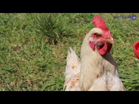 Video: Hoe om 'n hoenderboerdery te begin (met foto's)