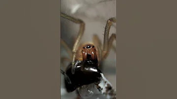 Паук желтый сак (Cheiracanthium punctorium)