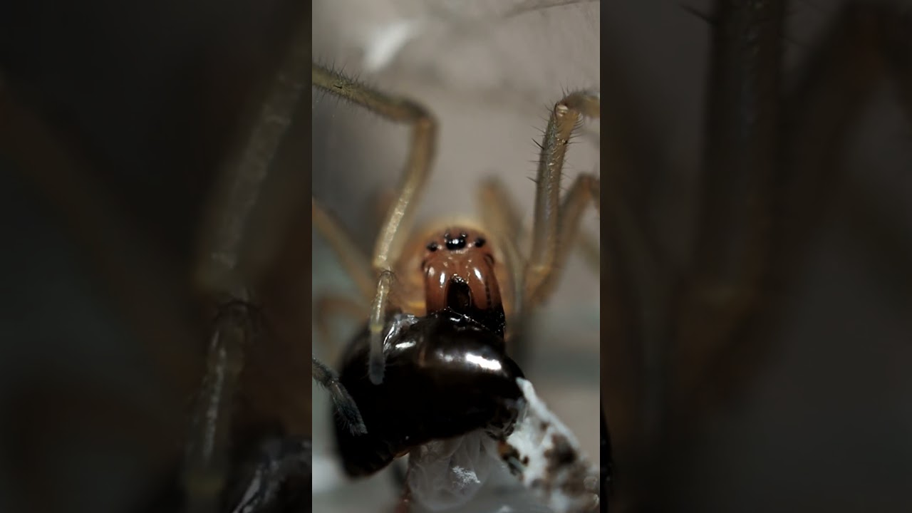 Паук желтый сак (Cheiracanthium punctorium)