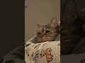 Cat talk meow