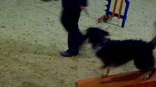 Agility Addicts Jo & Scooby Elementary Agility