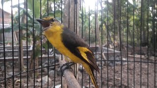 Burung Mantenan Gunung / Kuniran Gacor