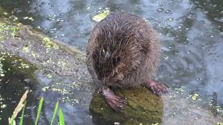 Бобрёнок Умывается. The Baby Beaver Is Washing.