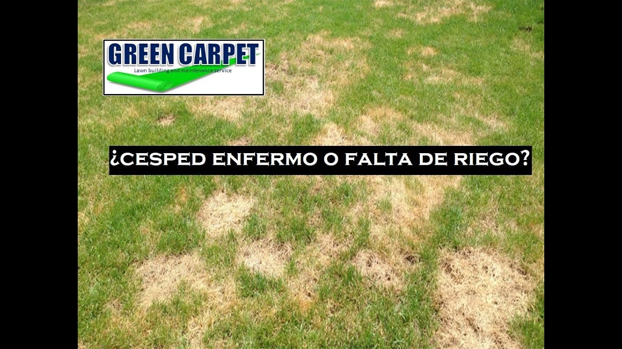 ¿Porqué aparecen parches amarillos o cafés en mi césped? YouTube