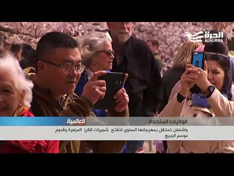 واشنطن تحتفل بمهرجانها السنوي لتفتح أزهار شجر الكرز وقدوم موسم الربيع