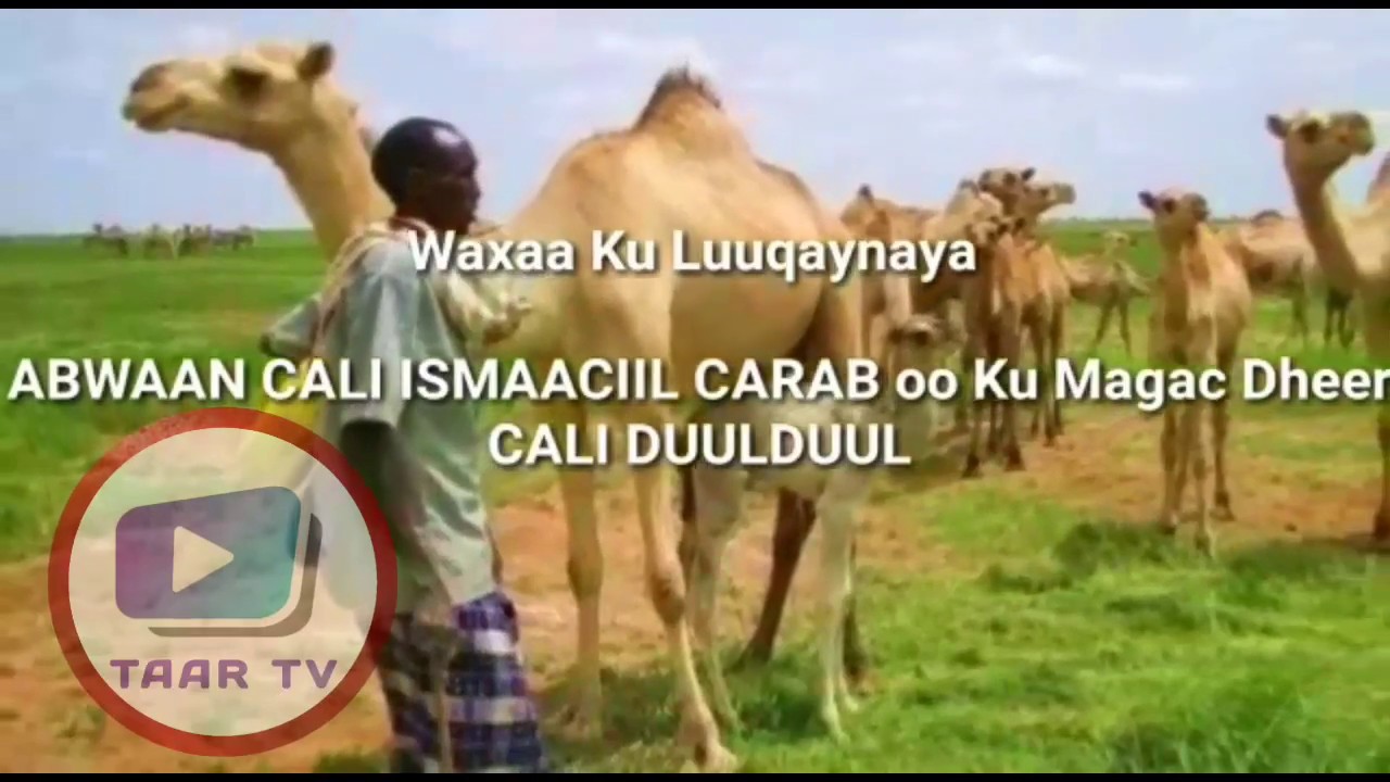 #GABAY CABDILAAHI HINIG & YAWLE |Habar Jeclo Vs Habar Joonis