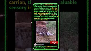 The Disgusting Way Hyenas Show Off Their Status!🦴#Wildlife #Nature#Biology