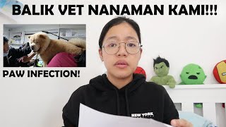 PAW INFECTION IN DOGS  SECOND Visit sa Vet in ONE MONTH  Chow chow Series (Vlog#83)