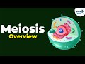 Overview of Meiosis | Don't Memorise