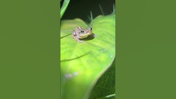 Thumbnail of #coqui #puertorico #like