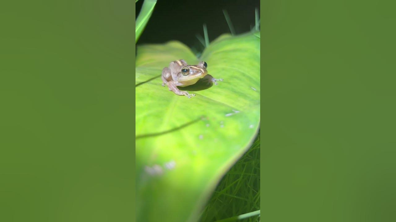 #coqui #puertorico #like #coqui #puertorico #like
