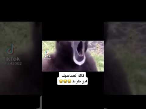 هداك صاحبك الحزاق 