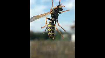 How do wasps go to the bathroom?