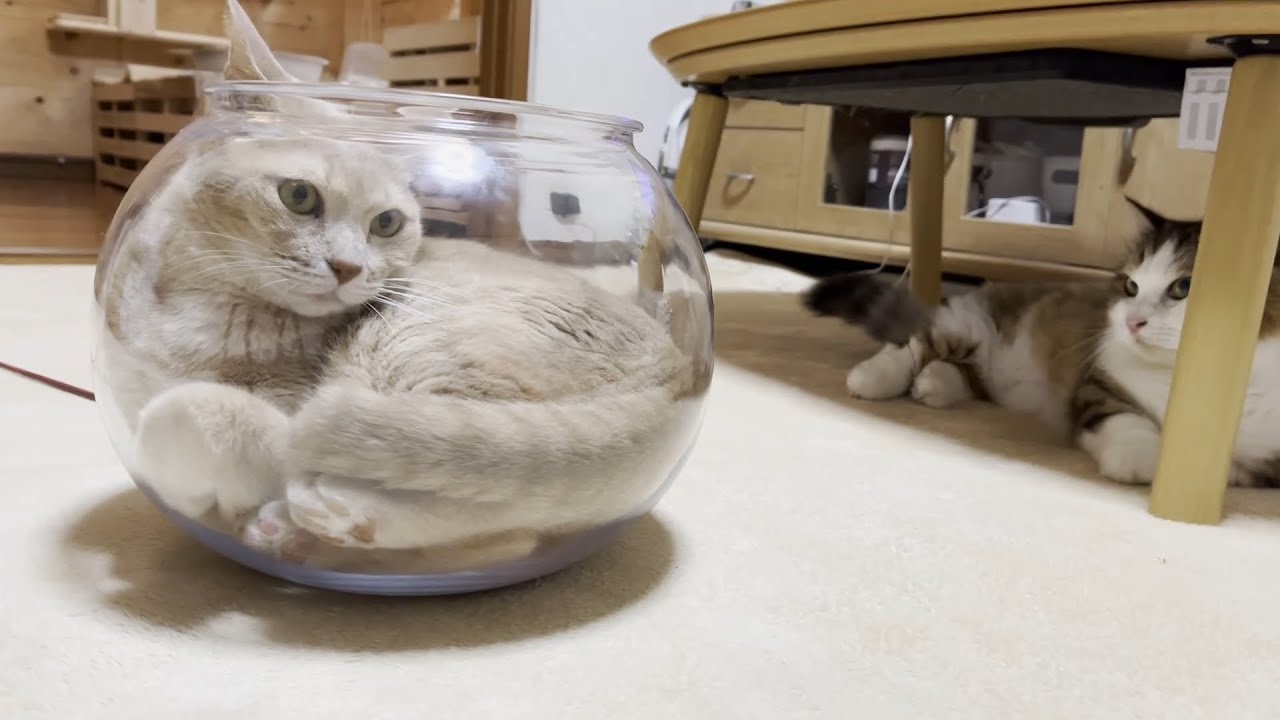 猫鉢 黒1つ 白1つ 猫鉢 黒1つ 白1つ