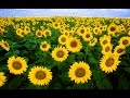 SUNFLOWER ¤ CERN  | Occultscience101