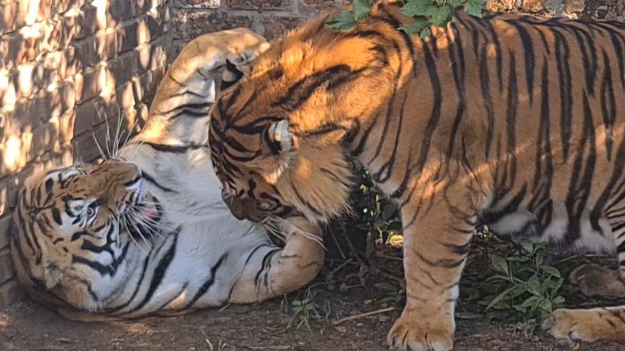 The most powerful tiger roars this morning!