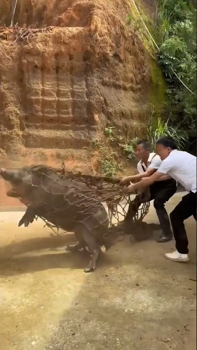 How To Catch Boar With Net In Farm #pig #pigfarmvideo #viral #viralvideo #boar #wildboar #wildlife