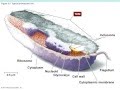 Microbiology Chapter 3 Cell Structure and Function 8.28.16