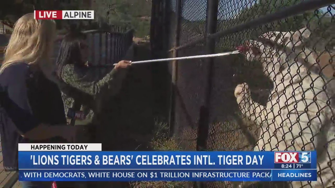 Lions Tigers & Bears Celebrates 'International Tiger Day'