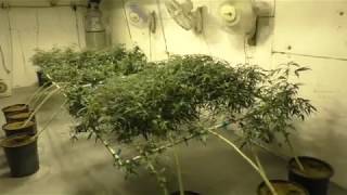 Hydroponic Marijuana Growing with Uncle Surf - Primo Kush 6pm pst - #301