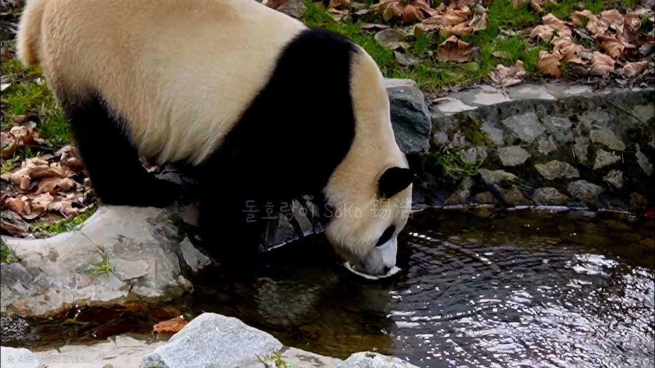 진짜 운이 좋아야 볼 수 있는 푸야의 이 모습~!!? | 2월 20일 오후(푸바오 실시간) Panda Fubao