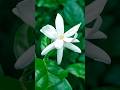 The exact Pro Mode settings for perfect macro shots 🌺 #FlowerPhotography #ProMode #Tutorial