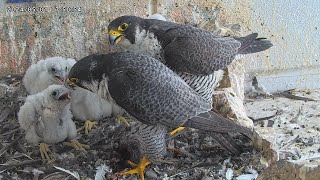 Osaka Peregrine Falcons/20240501/ 2nd feeding by Dad and Mom