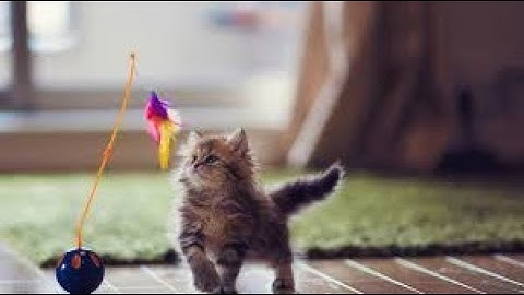 Top 3 Best Catnip Toys Reviews In 2024