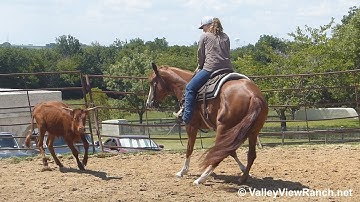 Dualichious - working cows! - ValleyViewRanch.net