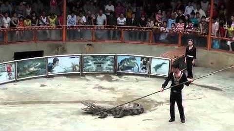 Xiếc cá sấu 3MTS HÓTclip vui hay nhất 2014