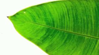 Joint Leaf Wallpaper 5