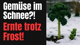 Wintergemüse, Gemüse im Winter anbauen, Selbstversorgung, frostharte Pflanzen