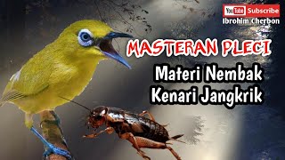 MASTERAN PLECI || Materi Nembak Kenari Jangkrik