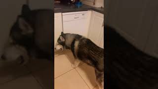 Dog vs Meat